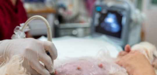 Échographie abdominale : quels diagnostics et suivis possibles ?