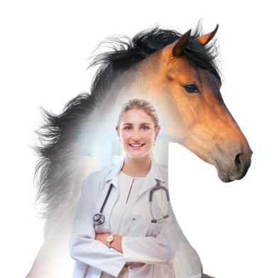 horse-vet