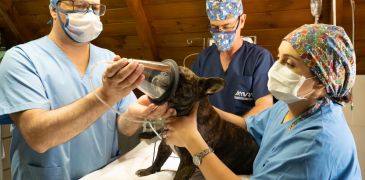 appareil danesthesie veterinaire vet x 365x180