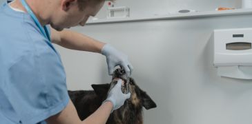 dentisterie veterinaire vet x 365x180