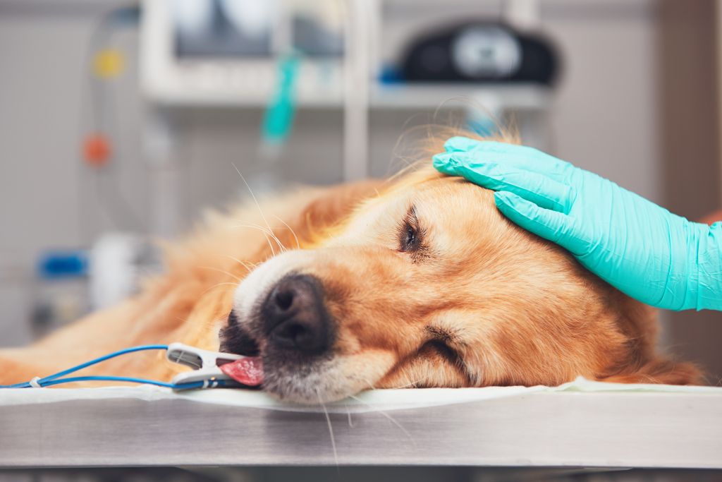 Aangezichtstrauma bij huisdieren: behandeling en beheer