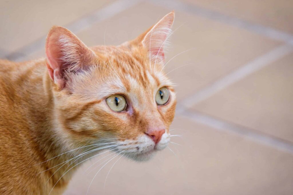 Romeo, un chat avec des lésions aux membres postérieurs.