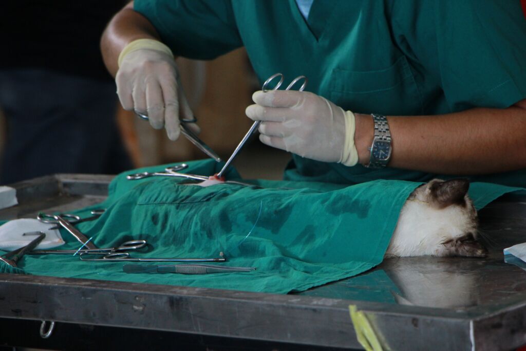 chirurgie veterinaire vetx 1024x683