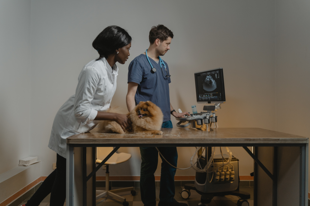 Welk echografietoestel te kiezen in de diergeneeskunde ?