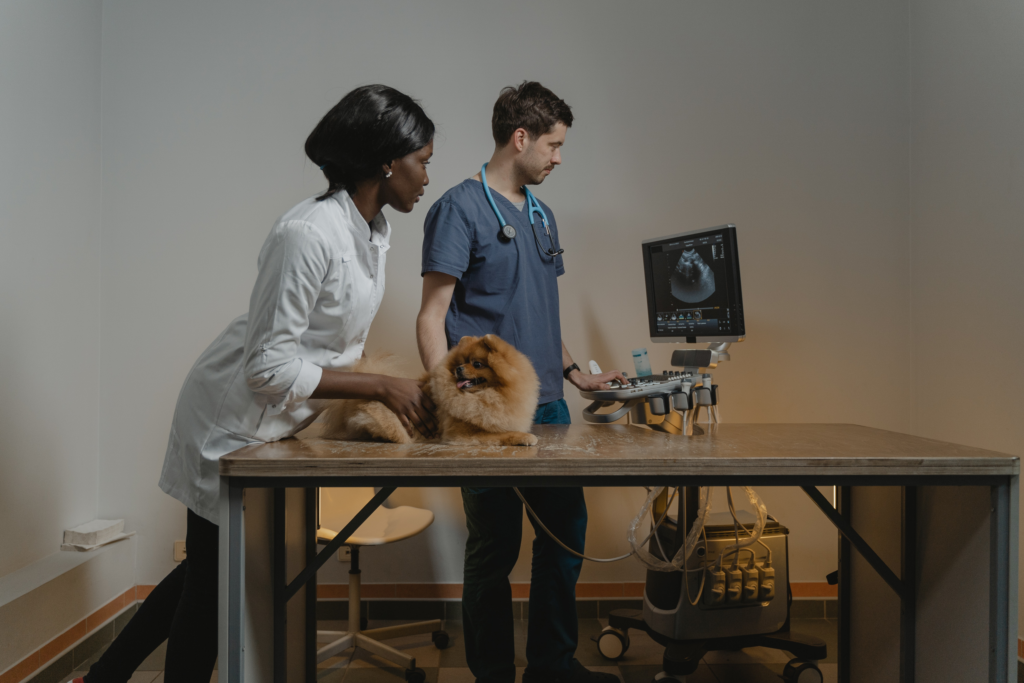 Veterinaire echografie: voor wie, waarom, hoe?