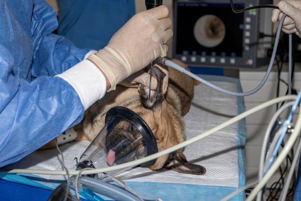 Waarom en hoe een endoscopie bij honden uitvoeren?
