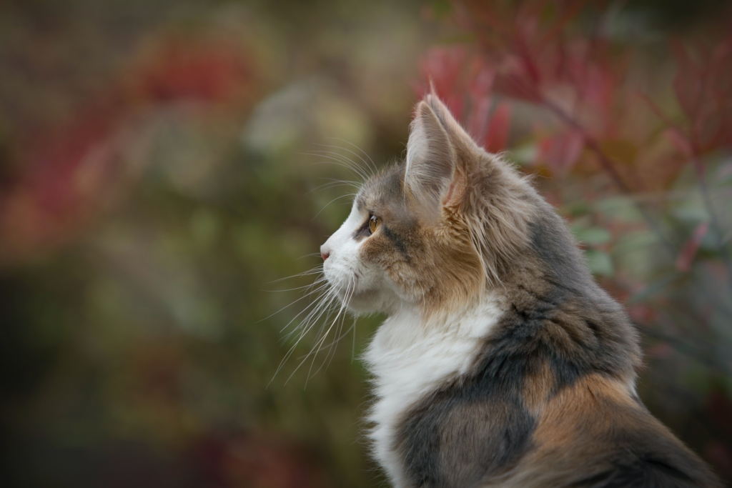 Lasertherapie en de voordelen ervan voor katten