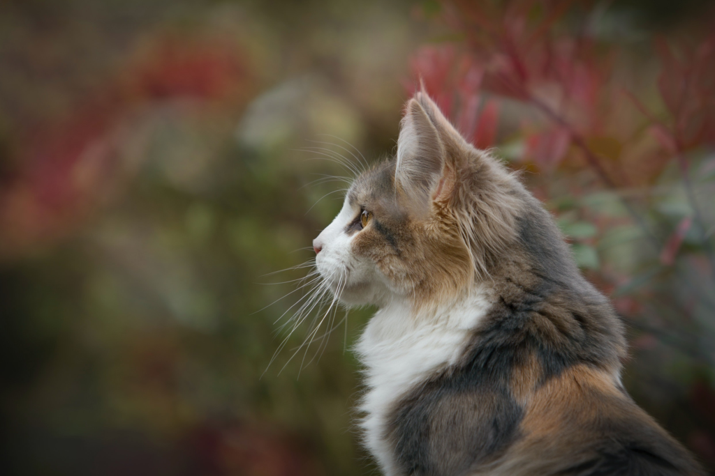 La thérapie laser et ses bienfaits chez le chat