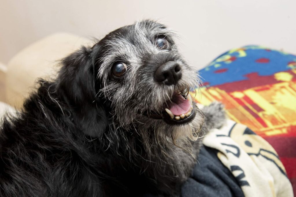 MLS® en acupunctuur: een effectieve combinatie bij de behandeling van artrose bij oudere honden