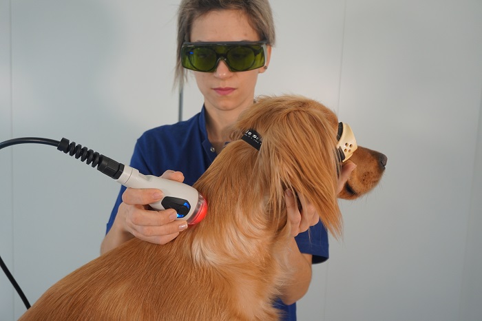 mvet veterinary laser device application 1