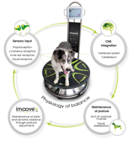 Allcare innovations – Fysiotherapie platform – Imoove vet