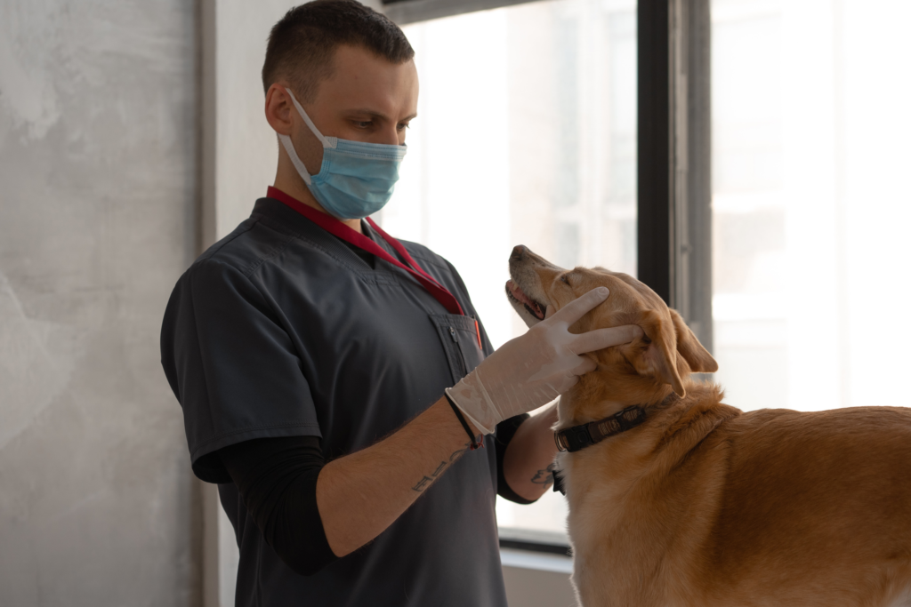 Goede praktijken voor een diergeneeskundige endoscopie