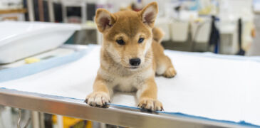 veterinary concept. veterinarian examining puppy shiba inu dog. check the body with a veterinarian.