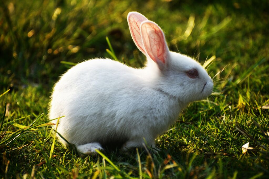 MLS® Lasertherapie: Klinisch geval van een konijn met alopecia op de rug