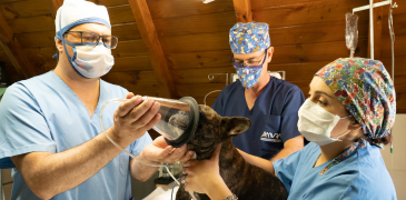 anesthesie-veterinaire-vetx
