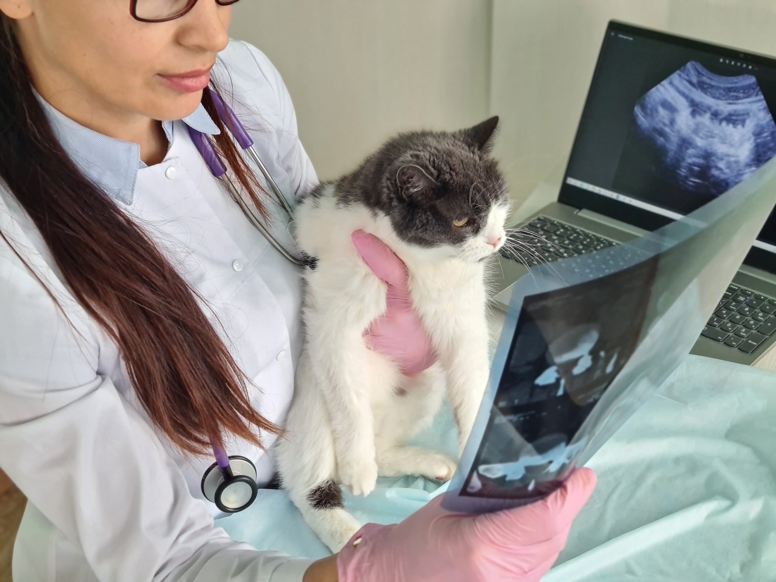 Polype nasopharyngé chez le chat : l’utilité de la radiologie vétérinaire dans le diagnostic