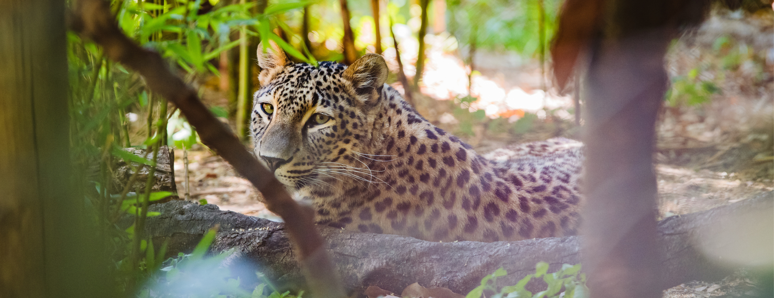 Cas clinique : Bronchopneumopathie éosinophile  chez un léopard persan