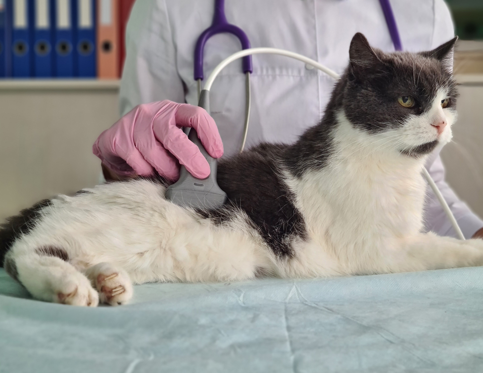 Comment se passe une échographie sur un chat  ? 