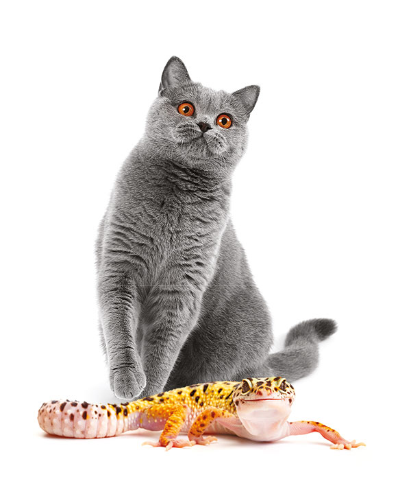 cat-examion