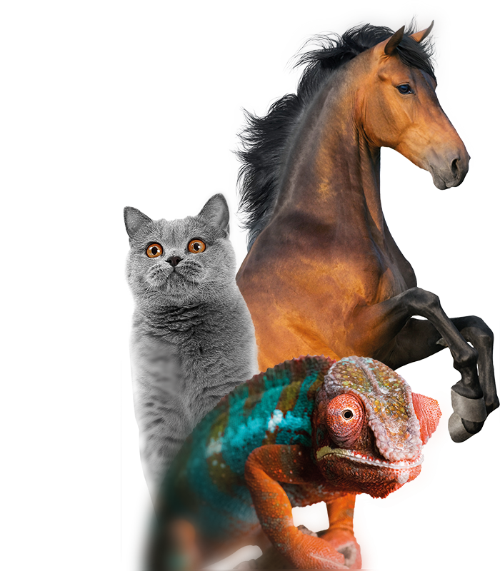 horse examion